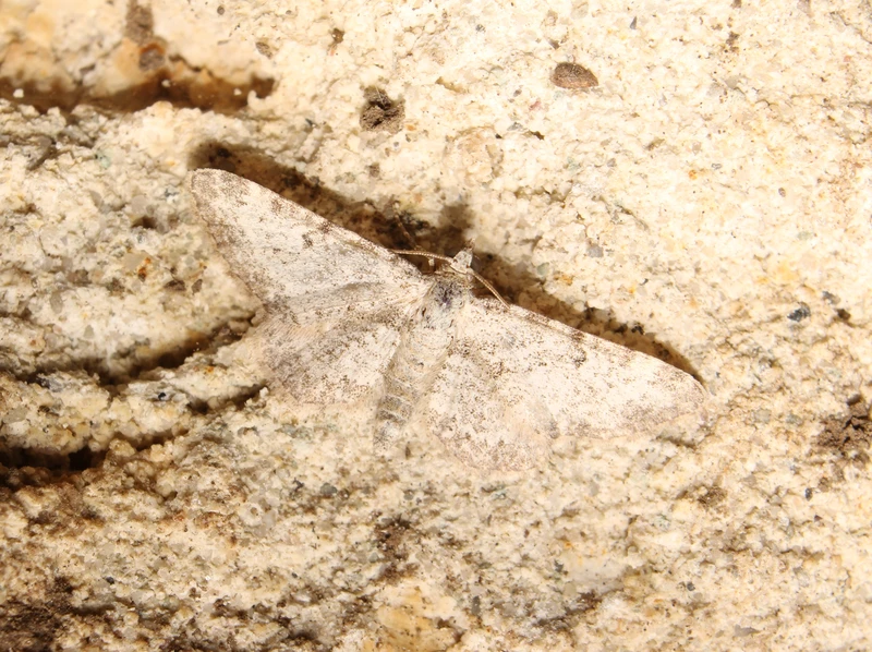 Eupithecia denticulata - sárgásszürke törpearaszoló