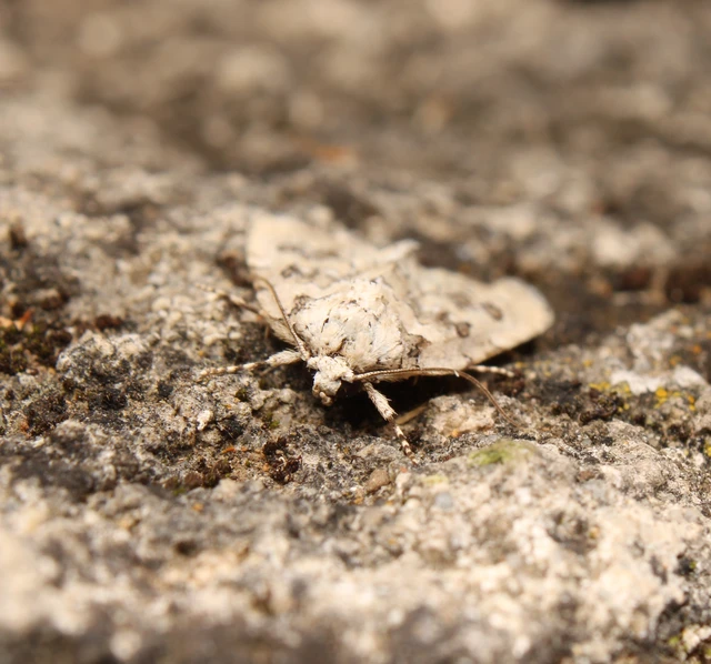 halványzöld zuzmóbagoly - Bryophila domestica