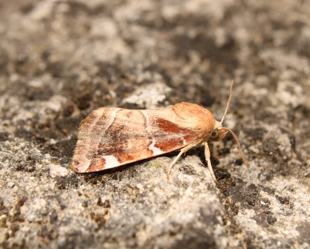 Cosmia diffinis - szilfa-lombbagoly
