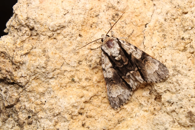 Acronicta alni - éger-szigonyosbagoly