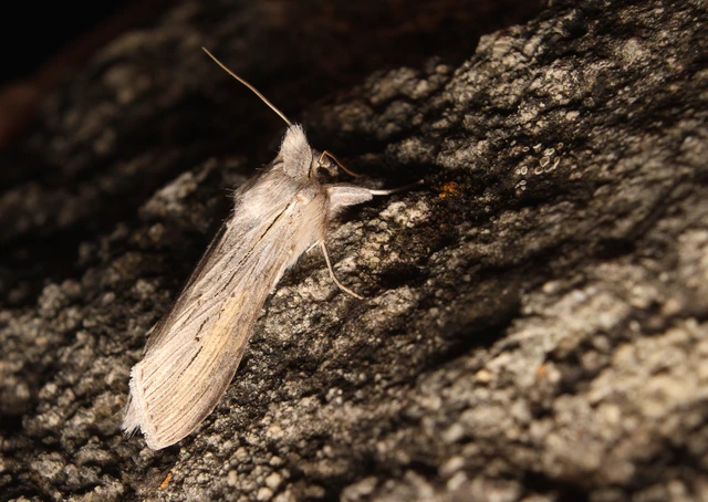 Cucullia umbratica - közönséges csuklyásbagoly