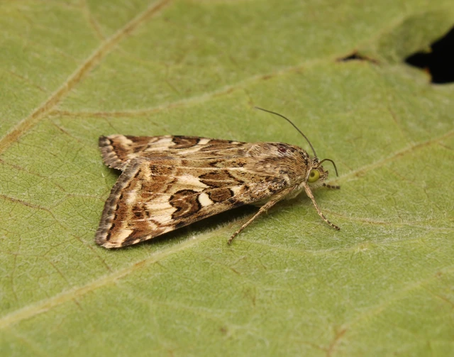 tüskéslábú bagoly - Protoschinia scutosa