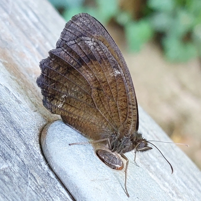 Minois dryas - fekete szemeslepke