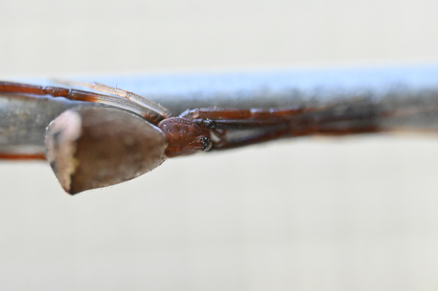 Episinus truncatus - csonka törpepók