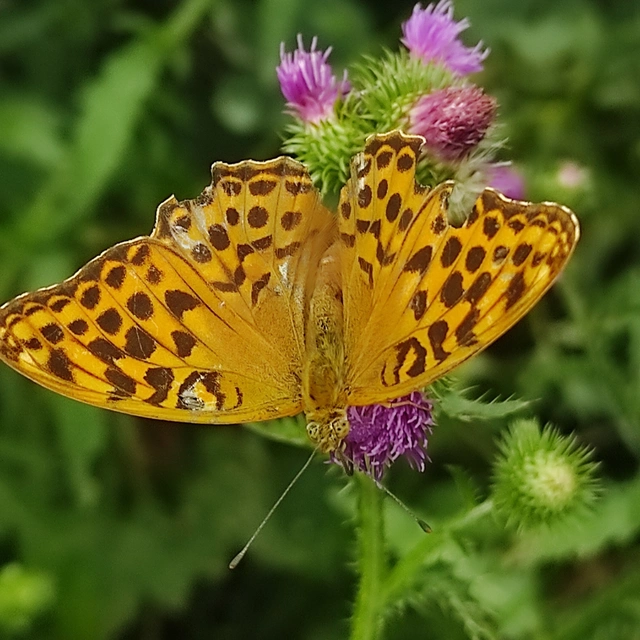Argynnis paphia - nagy gyöngyházlepke