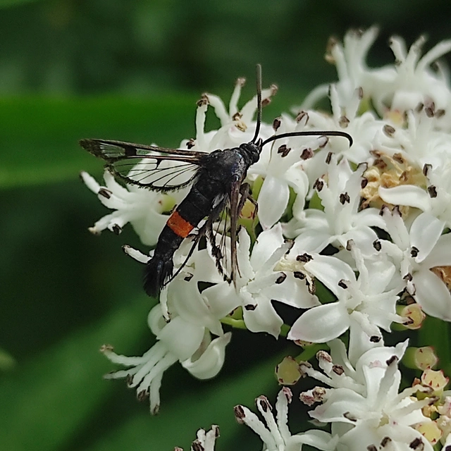 Sesiidae - szitkárfélék