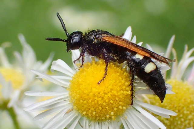 Scolia sexmaculata - négyfoltos tőrösdarázs