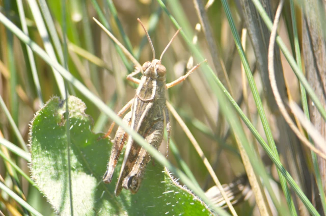 Calliptamus italicus - olaszsáska