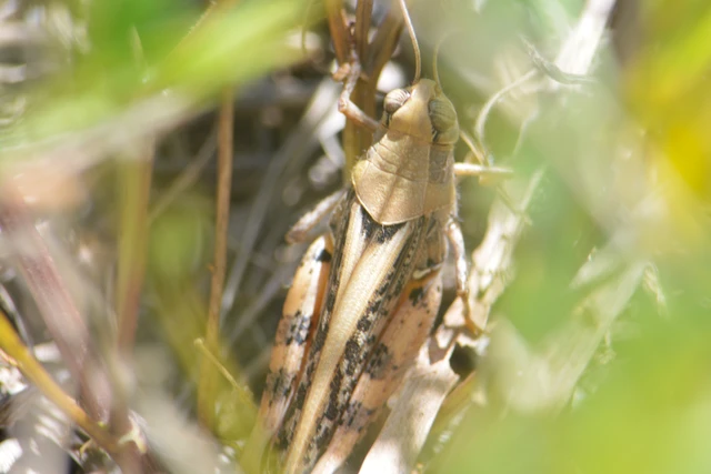 Calliptamus italicus - olaszsáska