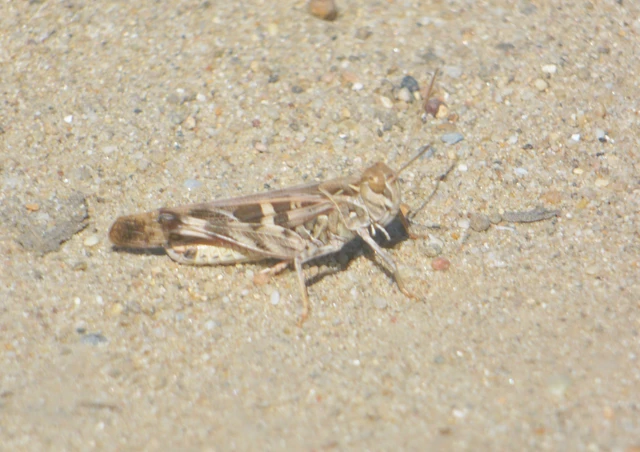 Oedaleus decorus - szalagos sáska