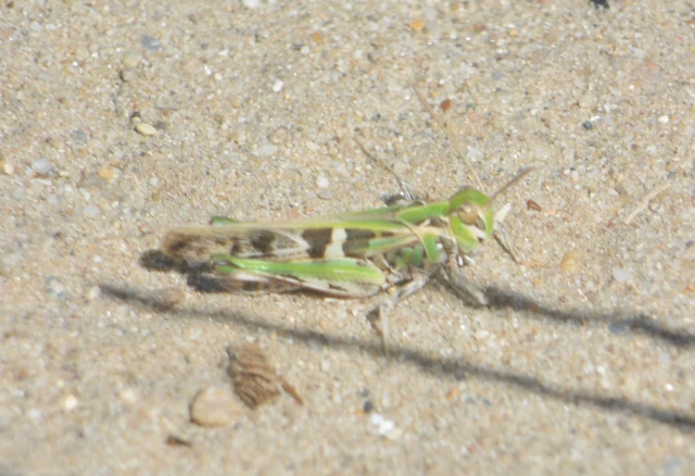 Oedaleus decorus - szalagos sáska