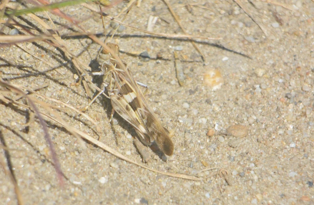 Oedaleus decorus - szalagos sáska