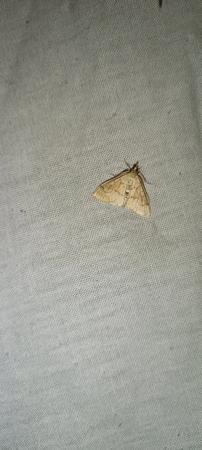 Ostrinia nubilalis - kukoricamoly