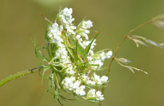 Leptophyes albovittata - közönséges virágszöcske