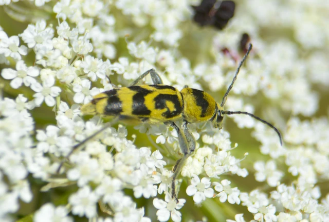 Chlorophorus varius - díszes darázscincér