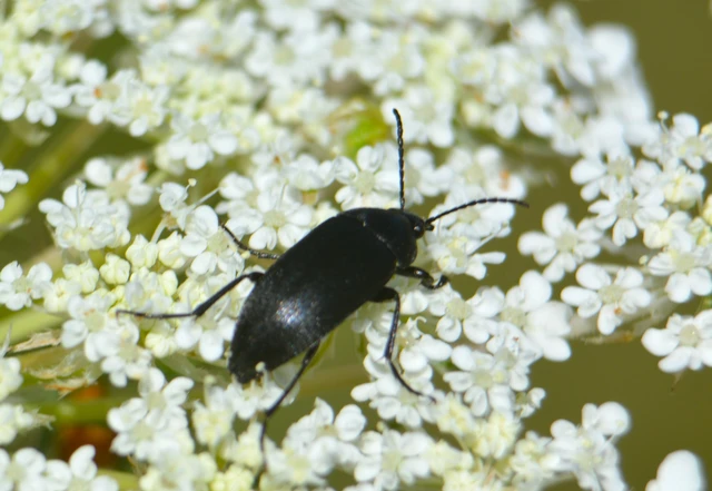 Podonta nigrita - szerecsenbogár