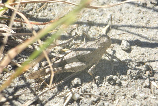 Oedipoda caerulescens - kékszárnyú sáska