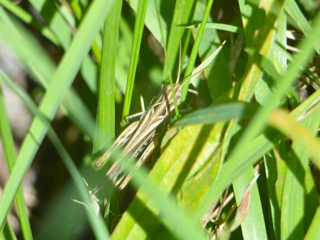 Chorthippus (Glyptobothrus) (subgenus)