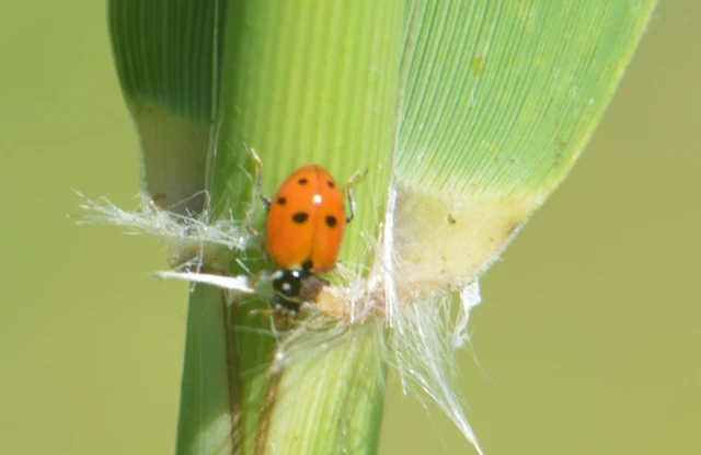Hippodamia variegata - tizenhárompettyes katica