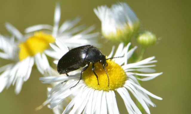 Podonta nigrita - szerecsenbogár