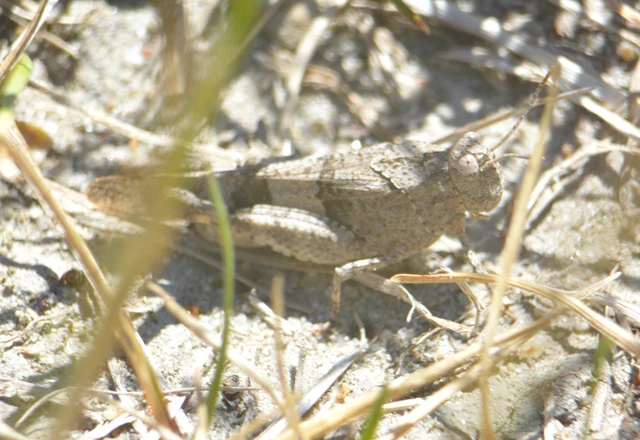 Oedipoda caerulescens - kékszárnyú sáska