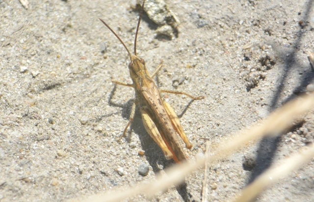 Chorthippus brunneus - közönséges tarlósáska