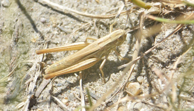 Euchorthippus declivus - rövidszárnyú rétisáska