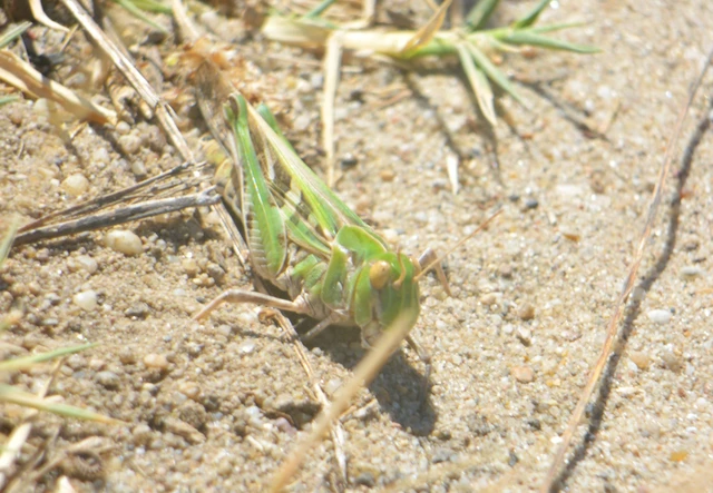 Oedaleus decorus - szalagos sáska