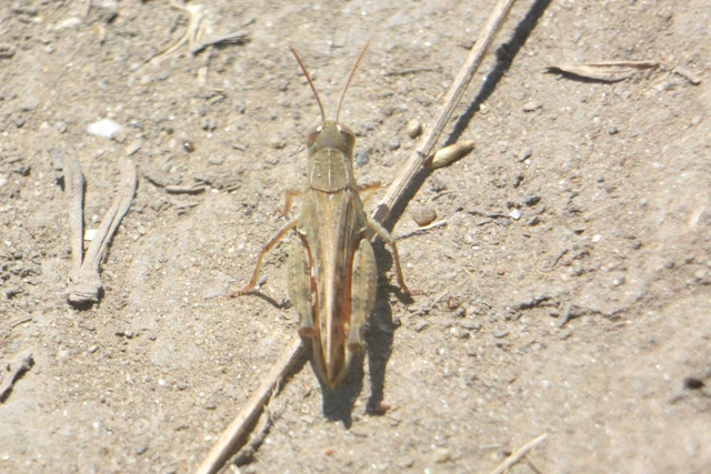 Calliptamus italicus - olaszsáska
