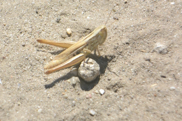 Euchorthippus declivus - rövidszárnyú rétisáska