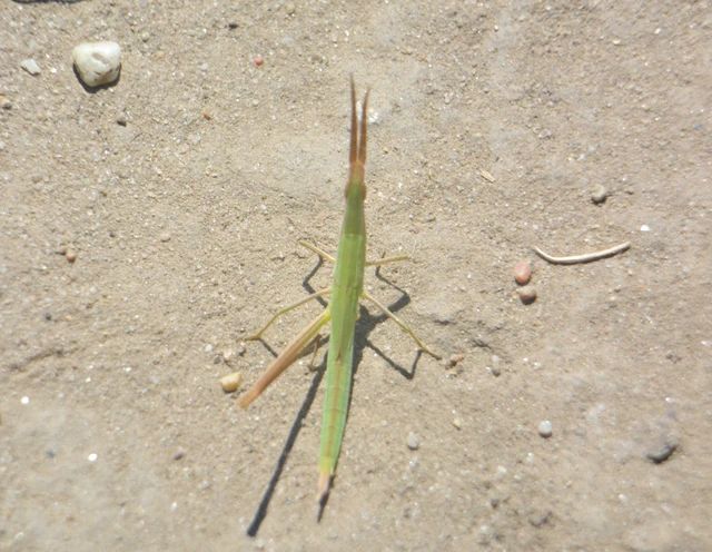 Acrida ungarica - sisakos sáska