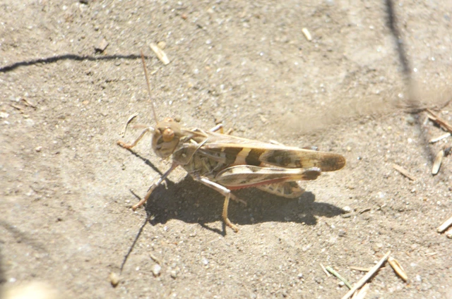 Oedaleus decorus - szalagos sáska
