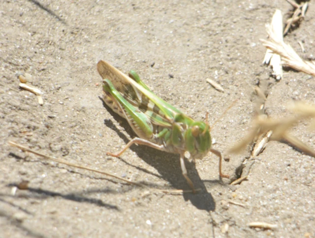 Oedaleus decorus - szalagos sáska