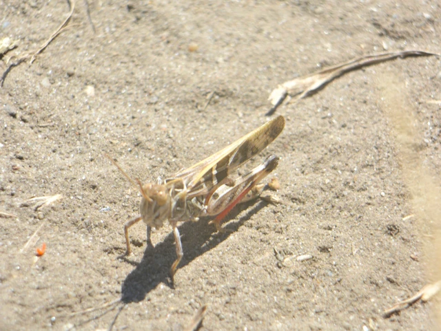 Oedaleus decorus - szalagos sáska