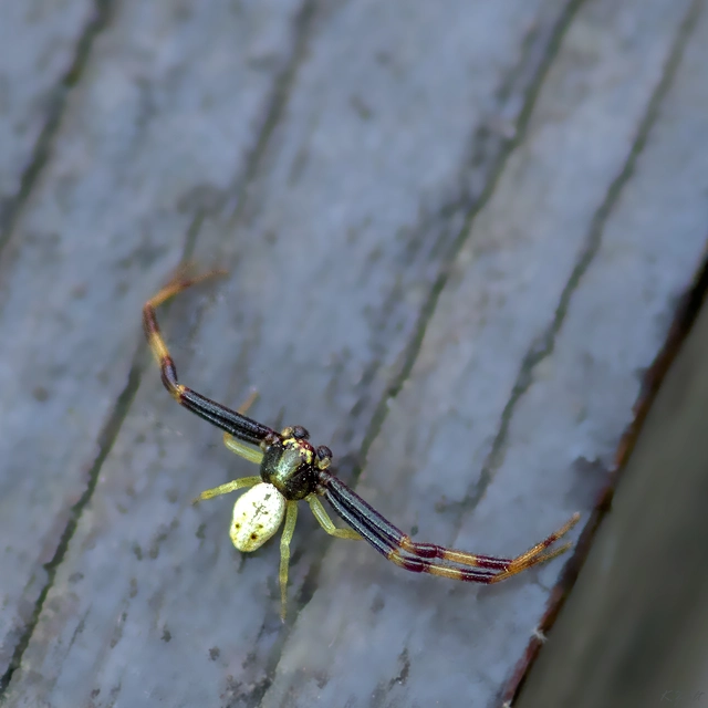 Misumena vatia - viráglakó karolópók