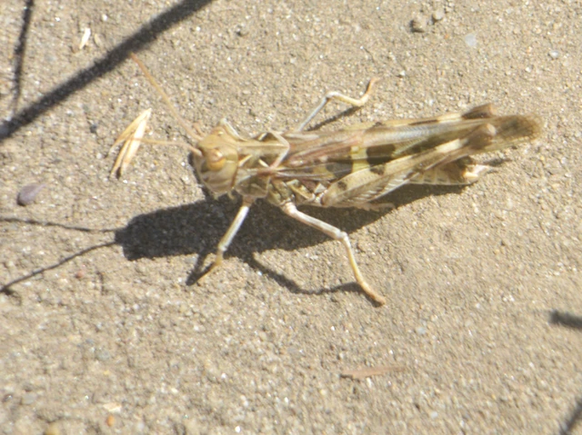 Oedaleus decorus - szalagos sáska