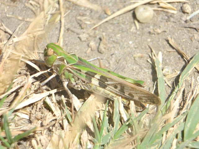 Oedaleus decorus - szalagos sáska