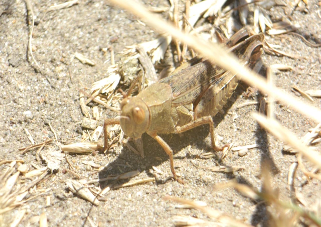Calliptamus italicus - olaszsáska