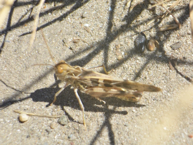 Oedaleus decorus - szalagos sáska