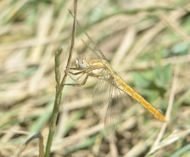 Orthetrum brunneum - pataki pásztorszitakötő
