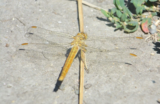 Orthetrum brunneum - pataki pásztorszitakötő