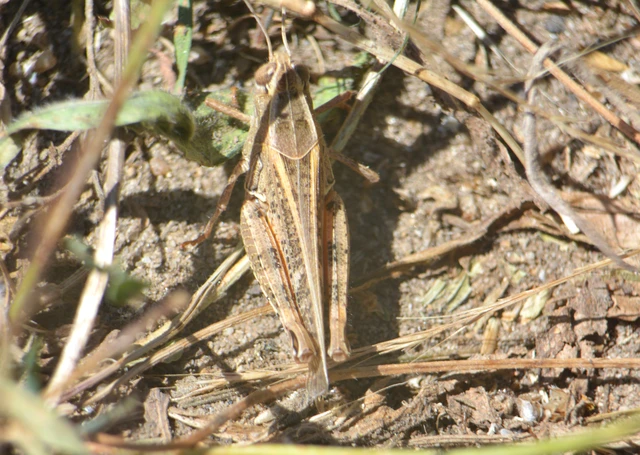 Calliptamus italicus - olaszsáska