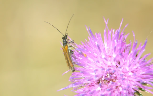 Oedemera femorata - sárgahátú álcincér