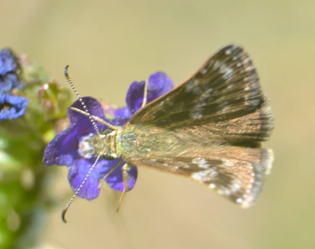 Erynnis tages - cigánylepke
