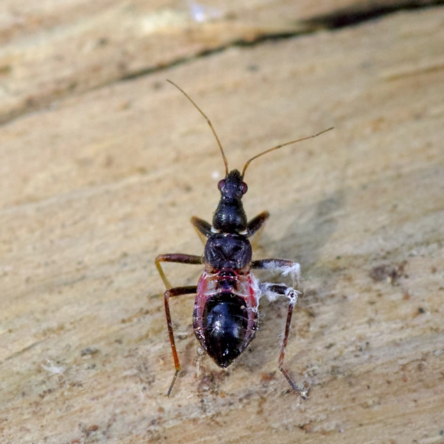 Rhynocoris