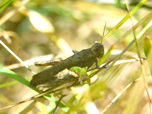 Chorthippus (Glyptobothrus) (subgenus)