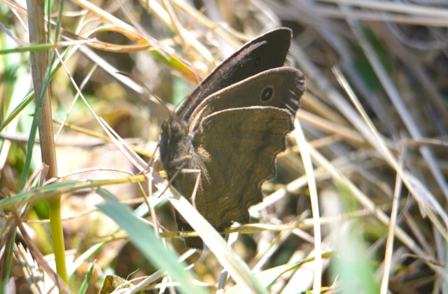 Minois dryas - fekete szemeslepke