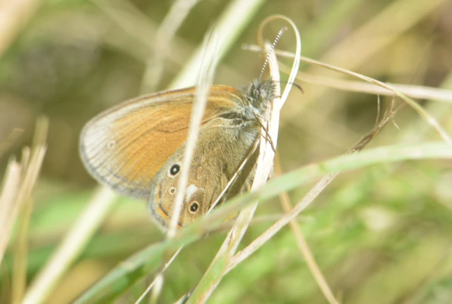 Coenonympha glycerion - közönséges szénalepke