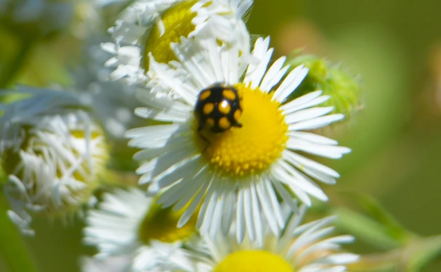 Coccinula quatuordecimpustulata - feketesárga katóka