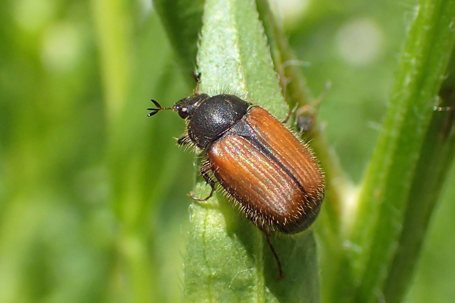 Omaloplia nigromarginata - szegélyes kiscserebogár